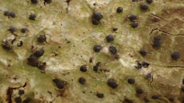 Pyrenula acutispora