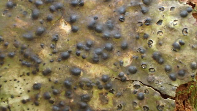 Pyrenula acutispora