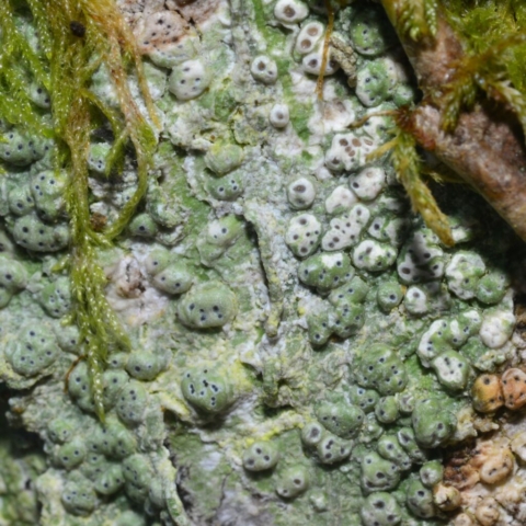 Pertusaria pertusa