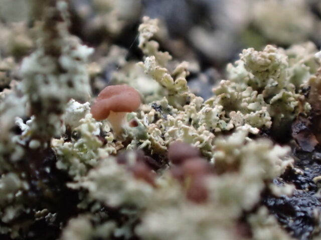 Cladonia caespiticia