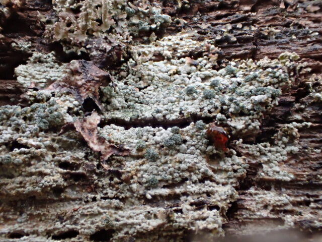 Trapeliopsis flexuosa: C+red