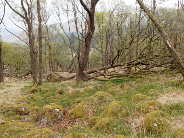 Storm Arwen fallen oak
