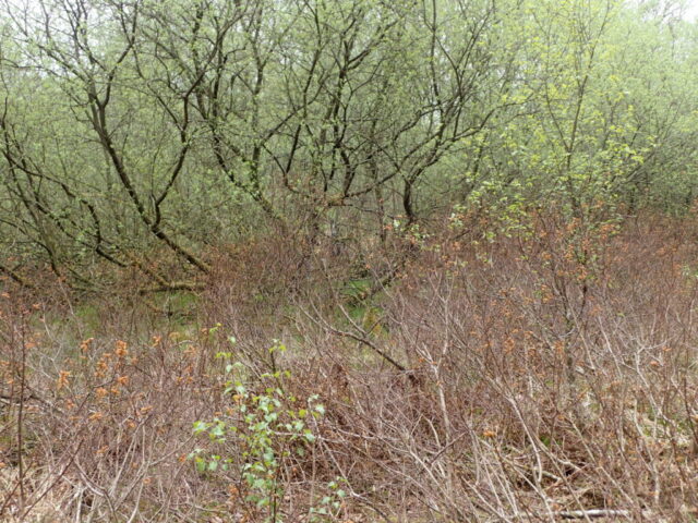 Myrica gale and Salix carr