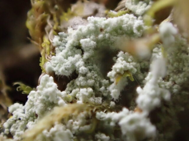Lepraria rigidula hyphae