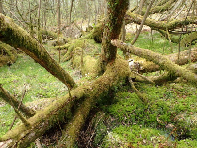 Salix carr