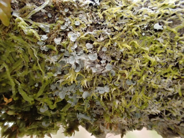Normandina pulchella