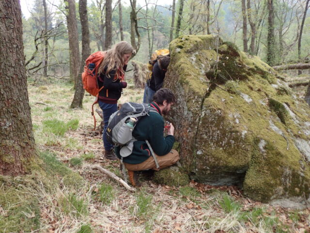 Examining lichens on a boulder