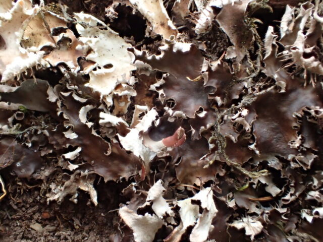 Peltigera hymenina