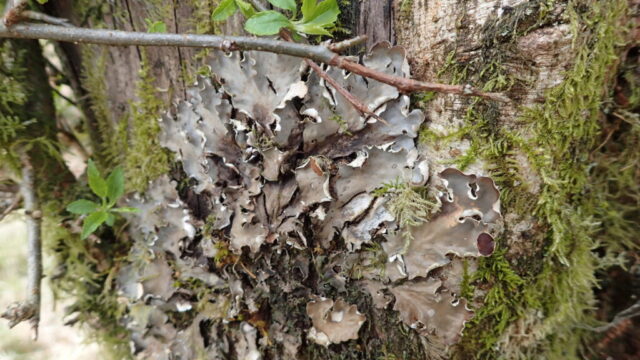 Peltigera horizontalis
