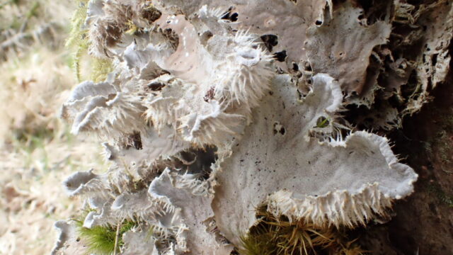 Peltigera membranacea: tomentose and bullate upper surface