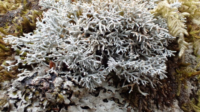 Sphaerophorus fragilis
