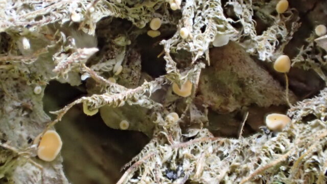 Coenogonium luteum