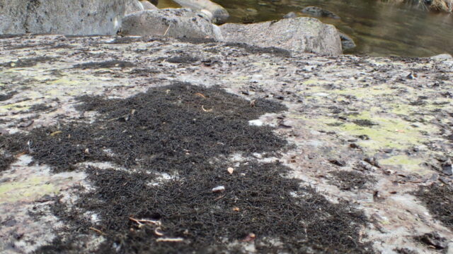 Probably Ephebe lanata by the river