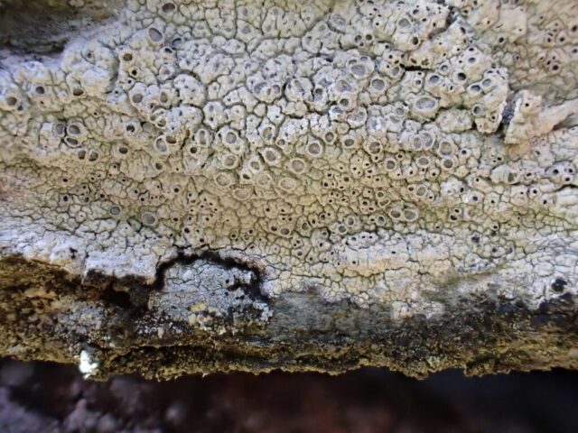 Diploschistes scruposus