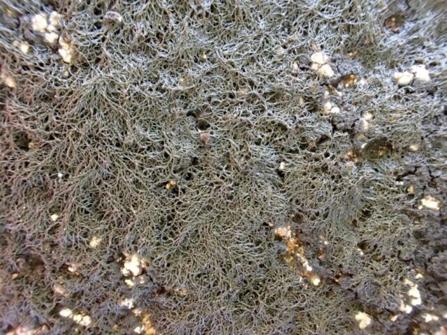 Ephebe lanata
