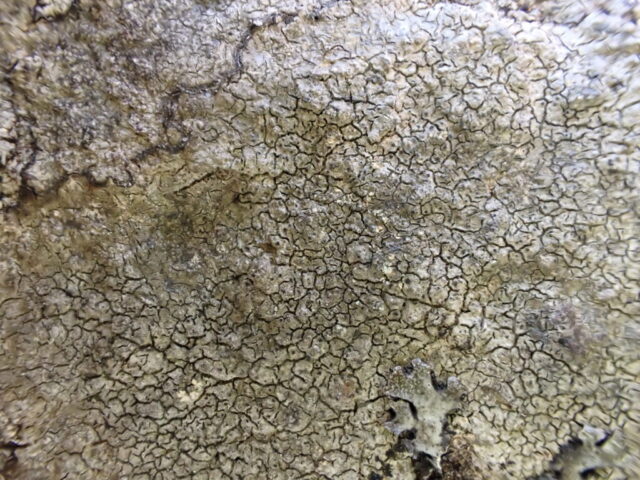Aspicilia grisea