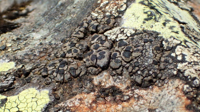 Rhizocarpon polycarpum