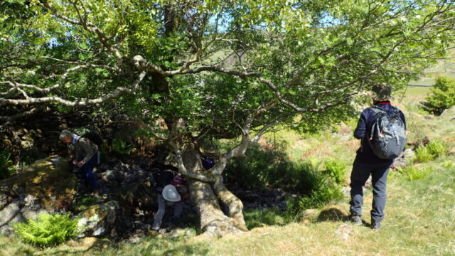 Lichenologists seeking shade