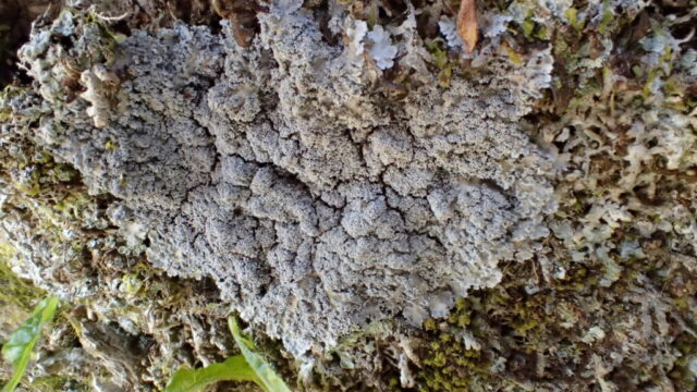 Pannaria conoplea on an ash pollard