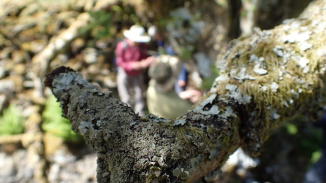 Parmelia saxatilis