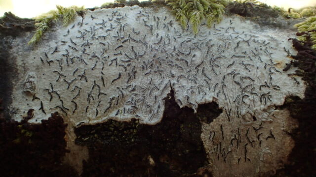 Graphis elegans