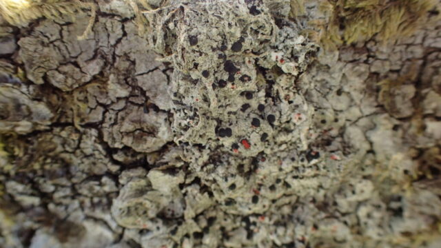 Mycoblastus sanguinarius