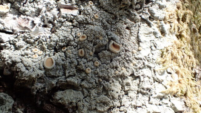 Ochrolechia tartarea