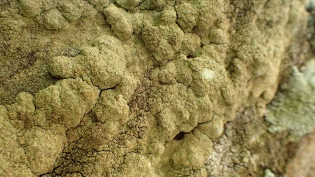 Schismatomma umbrinum with pale medulla where scratched