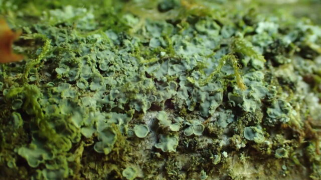 Normandina pulchella
