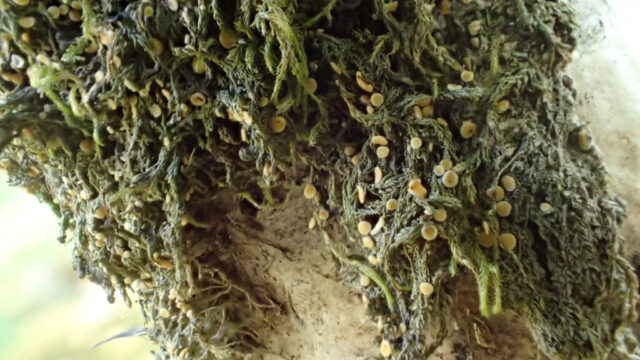 Coenogonium luteum