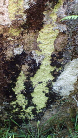 Psilolechia lucida
