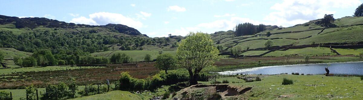 View of Watendlath tarn, an ash pollard and woods