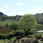 View of Watendlath tarn, an ash pollard and woods
