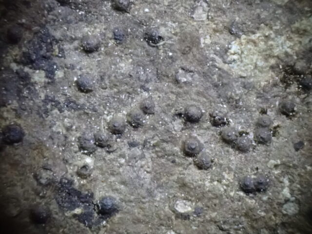 Staurothele fissa