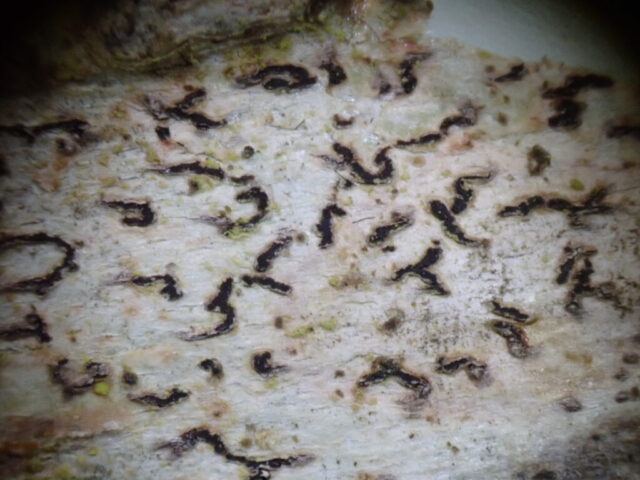 Coniocarpon fallax