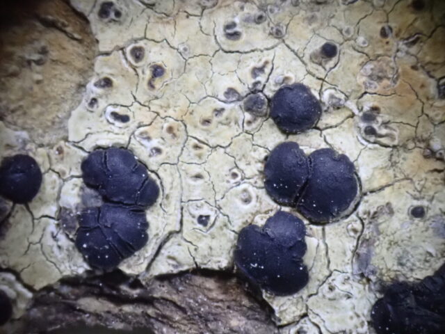 Porpidia hydrophila