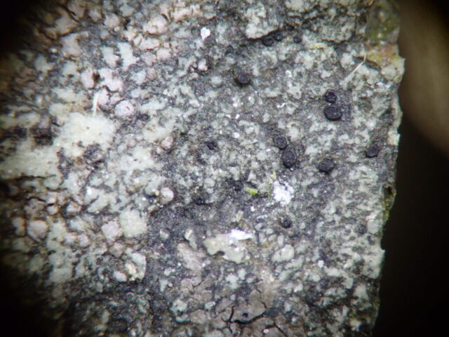 Catillaria atomarioides
