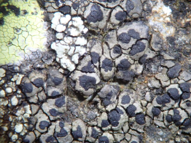 Rhizocarpon polycarpum