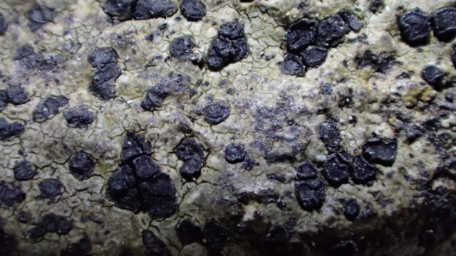 Rhizocarpon infernulum f. sylvaticum