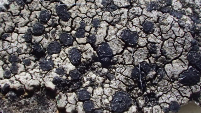 Rhizocarpon hochstetteri