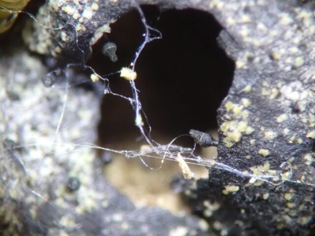Calicium glaucellum