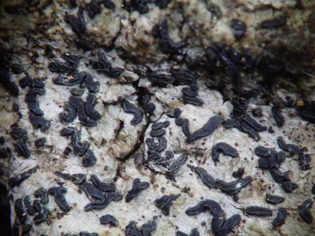Opegrapha viridipruinosa