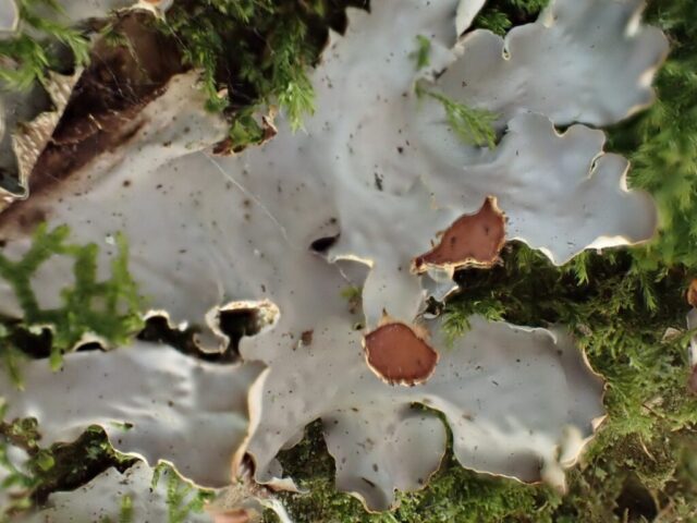 Peltigera horizontalis