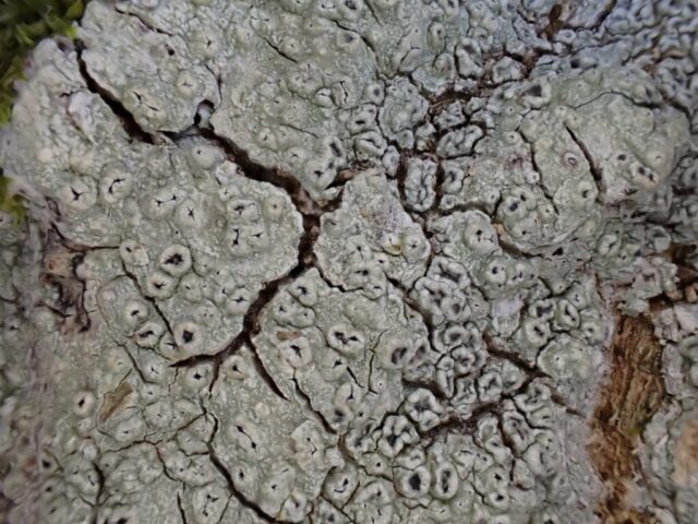 Pertusaria hymenea