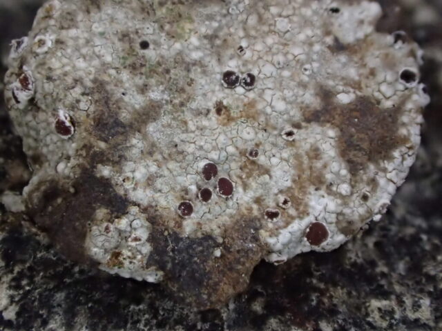 Trapelia coarctata