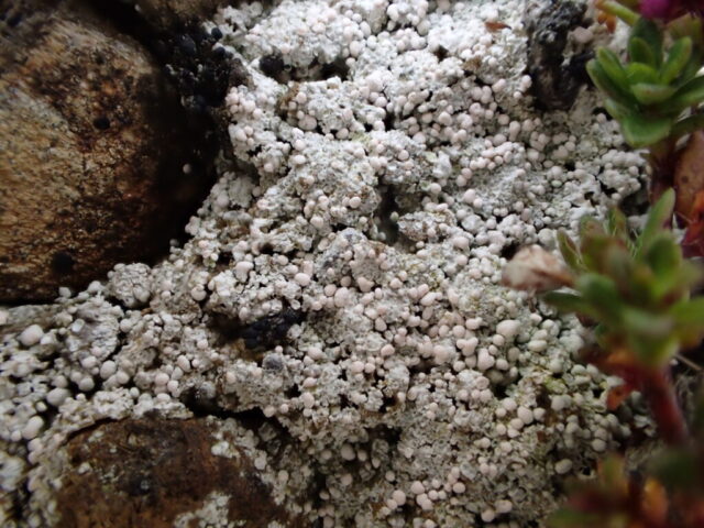 Dibaeis baeomyces