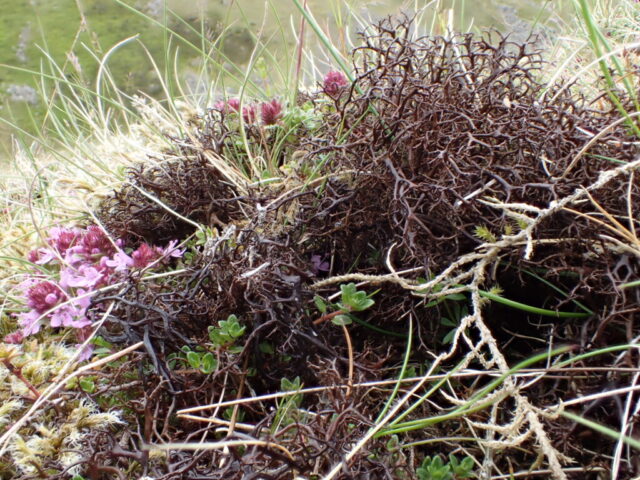 Cetraria aculeata