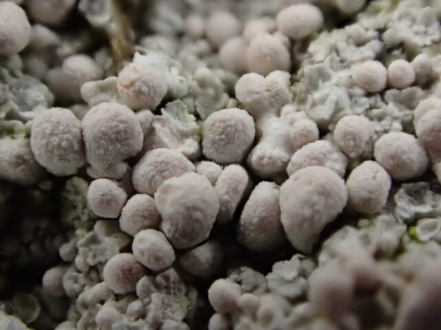 Dibais baeomyces