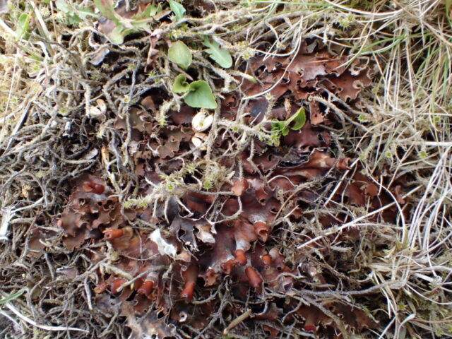 Peltigera rufescens
