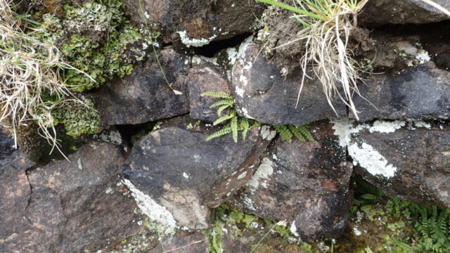Solorina saccata by the lime kilm